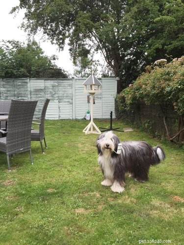 21 Funny Pranks Cats & Dogs Pull That Will Leave You Laughing