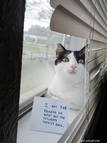 21 Funny Pranks Cats & Dogs Pull That Will Leave You Laughing