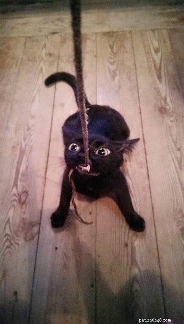 21 Funny Pranks Cats & Dogs Pull That Will Leave You Laughing