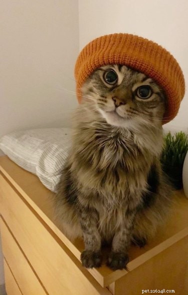 16 Hilarious Animal Moments Guaranteed to Brighten Your Day