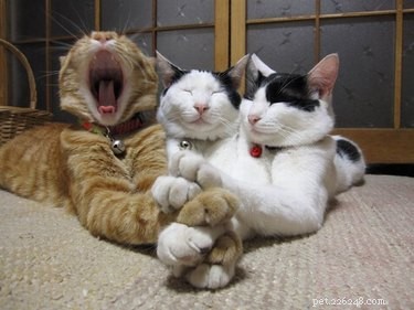 16 Hilarious Animal Moments Guaranteed to Brighten Your Day