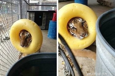 16 Hilarious Animal Moments Guaranteed to Brighten Your Day