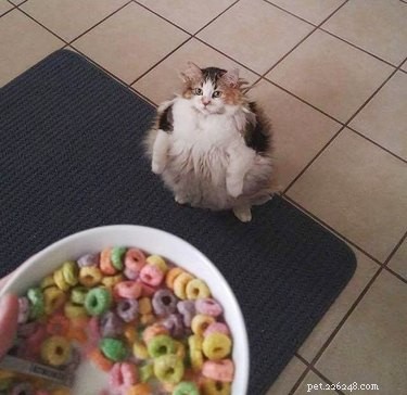 16 Hilarious Animal Moments Guaranteed to Brighten Your Day