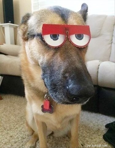 16 Hilarious Animal Moments Guaranteed to Brighten Your Day