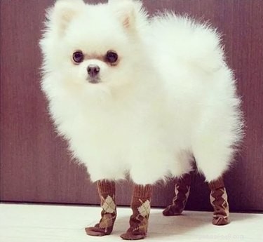 16 Hilarious Animal Moments Guaranteed to Brighten Your Day
