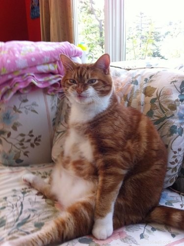 16 Hilarious Animal Moments Guaranteed to Brighten Your Day