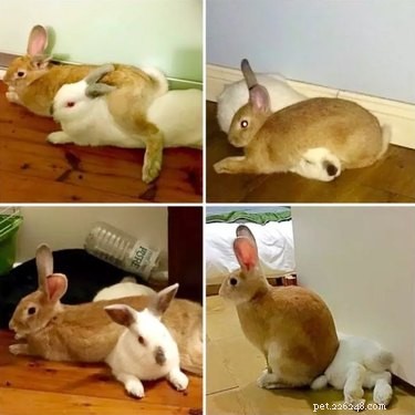 16 Hilarious Animal Moments Guaranteed to Brighten Your Day