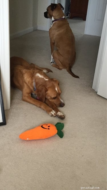 16 Hilarious Animal Moments Guaranteed to Brighten Your Day