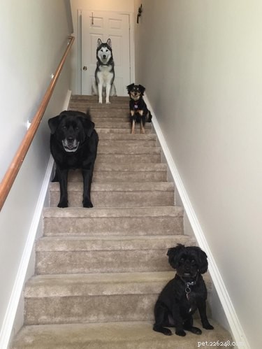 16 Hilarious Animal Moments Guaranteed to Brighten Your Day