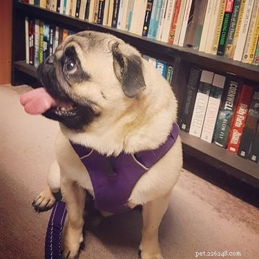 16 Hilarious Animal Moments Guaranteed to Brighten Your Day