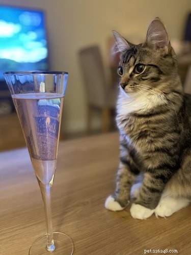 16 Hilarious Animal Moments Guaranteed to Brighten Your Day