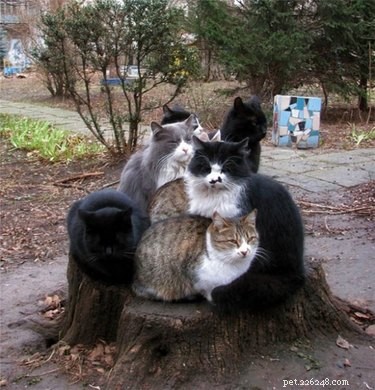 16 Hilarious Animal Moments Guaranteed to Brighten Your Day