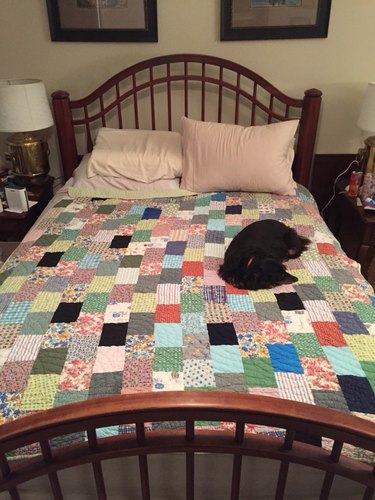 Unveiling the Surprising Reason Behind Pet Photos in Classified Ads