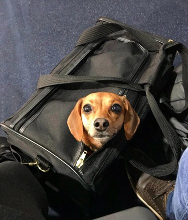 Unveiling the Surprising Reason Behind Pet Photos in Classified Ads