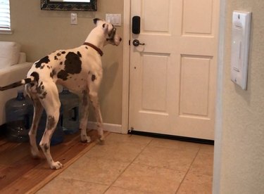 Unveiling the Surprising Reason Behind Pet Photos in Classified Ads