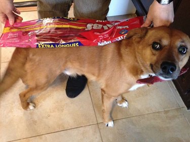 Unveiling the Surprising Reason Behind Pet Photos in Classified Ads