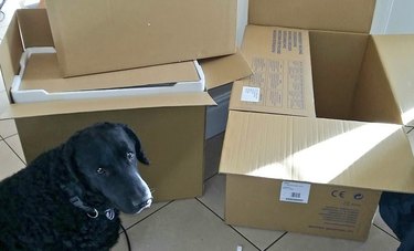 Unveiling the Surprising Reason Behind Pet Photos in Classified Ads