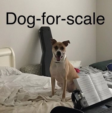 Unveiling the Surprising Reason Behind Pet Photos in Classified Ads