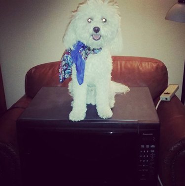 Unveiling the Surprising Reason Behind Pet Photos in Classified Ads
