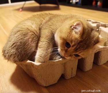 18 Hilarious Animal Photos Guaranteed to Lift Your Spirits