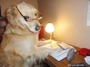 18 Hilarious Animal Photos Guaranteed to Lift Your Spirits