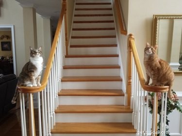 18 Hilarious Animal Photos Guaranteed to Lift Your Spirits