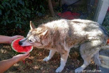 18 Hilarious Animal Photos Guaranteed to Lift Your Spirits