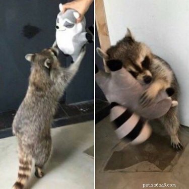 18 Hilarious Animal Photos Guaranteed to Lift Your Spirits