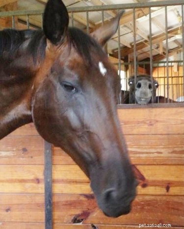 18 Hilarious Animal Photos Guaranteed to Lift Your Spirits