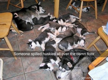 18 Hilarious Animal Photos Guaranteed to Lift Your Spirits