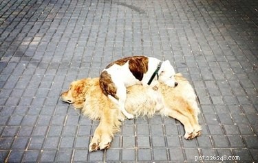 18 Hilarious Animal Photos Guaranteed to Lift Your Spirits