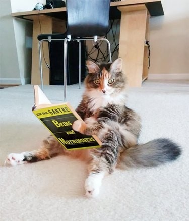 18 Hilarious Animal Photos Guaranteed to Lift Your Spirits