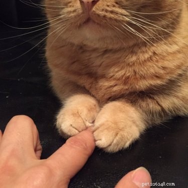18 Hilarious Animal Photos Guaranteed to Lift Your Spirits