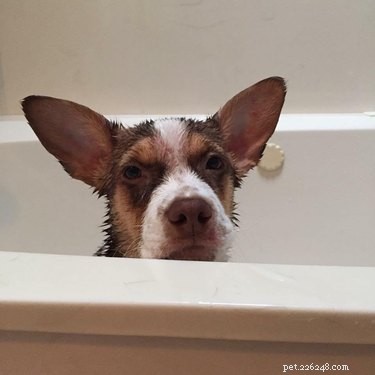 18 Hilarious Animal Photos Guaranteed to Lift Your Spirits