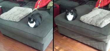 18 Hilarious Animal Photos Guaranteed to Lift Your Spirits