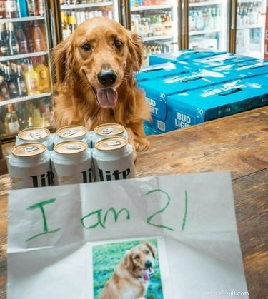 18 Hilarious Animal Photos Guaranteed to Lift Your Spirits