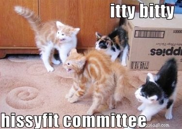 18 Hilarious Animal Photos Guaranteed to Lift Your Spirits