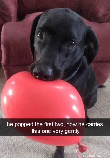 18 Hilarious Animal Photos Guaranteed to Lift Your Spirits