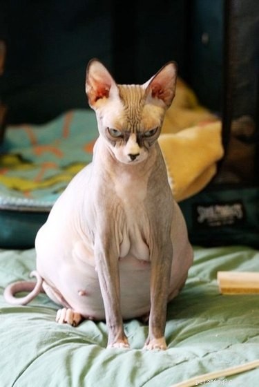 17 Adorable Pregnant Cats & Dogs That Will Leave You Amazed