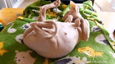 17 Adorable Pregnant Cats & Dogs That Will Leave You Amazed
