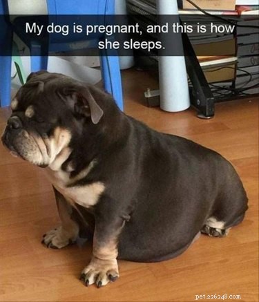 17 Adorable Pregnant Cats & Dogs That Will Leave You Amazed
