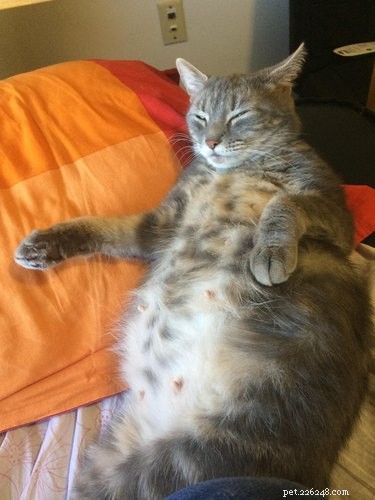 17 Adorable Pregnant Cats & Dogs That Will Leave You Amazed