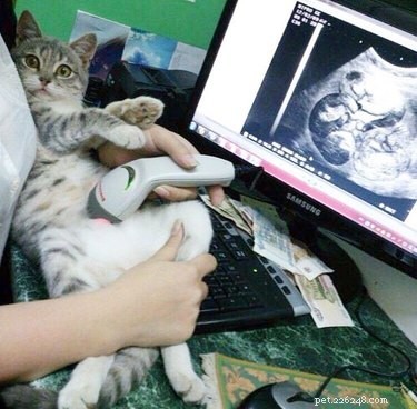 17 Adorable Pregnant Cats & Dogs That Will Leave You Amazed