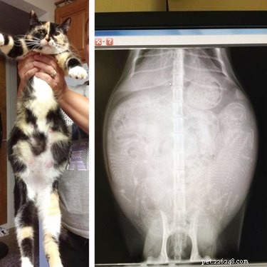 17 Adorable Pregnant Cats & Dogs That Will Leave You Amazed