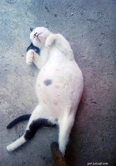 17 Adorable Pregnant Cats & Dogs That Will Leave You Amazed