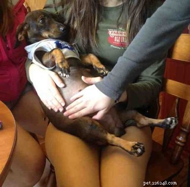 17 Adorable Pregnant Cats & Dogs That Will Leave You Amazed