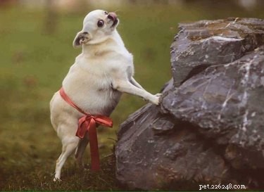 17 Adorable Pregnant Cats & Dogs That Will Leave You Amazed