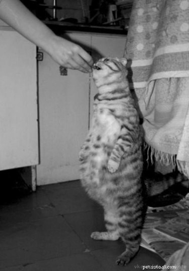 17 Adorable Pregnant Cats & Dogs That Will Leave You Amazed