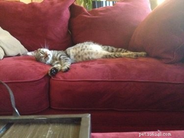 17 Adorable Pregnant Cats & Dogs That Will Leave You Amazed