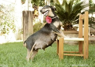 17 Adorable Pregnant Cats & Dogs That Will Leave You Amazed